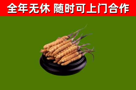 新化烟酒回收冬虫夏草.jpg